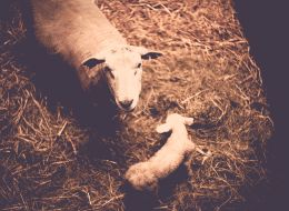 i-sheepfold-786240.jpg