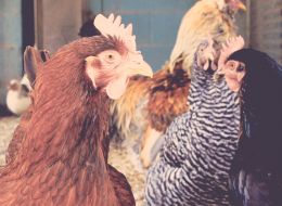 i-chicken-1336445_1920.jpg