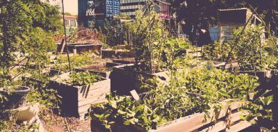 i-Gemeinschaftsgarten_am_Platzprojekt_Hannover.jpg