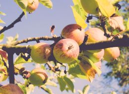 i-apple-tree-360083.jpg