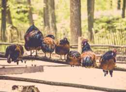 i-chickens-620797_1920.jpg